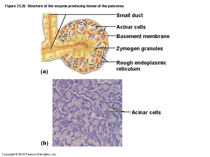 Figure 23. 26 Structure of the enzyme-producing tissue of the pancreas. Small duct Acinar