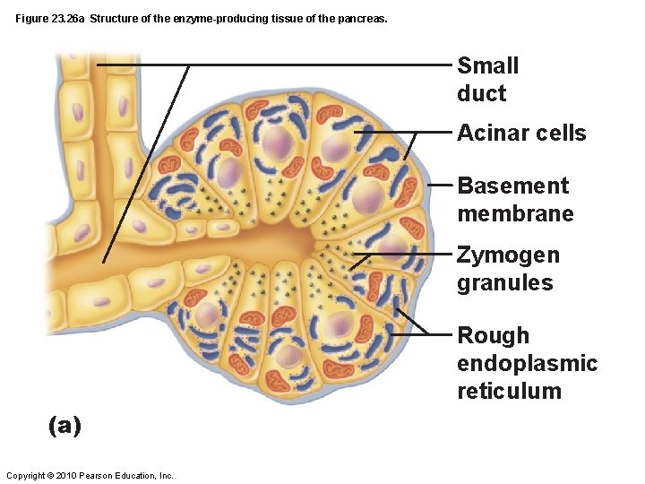 Figure 23. 26 a Structure of the enzyme-producing tissue of the pancreas. Small duct