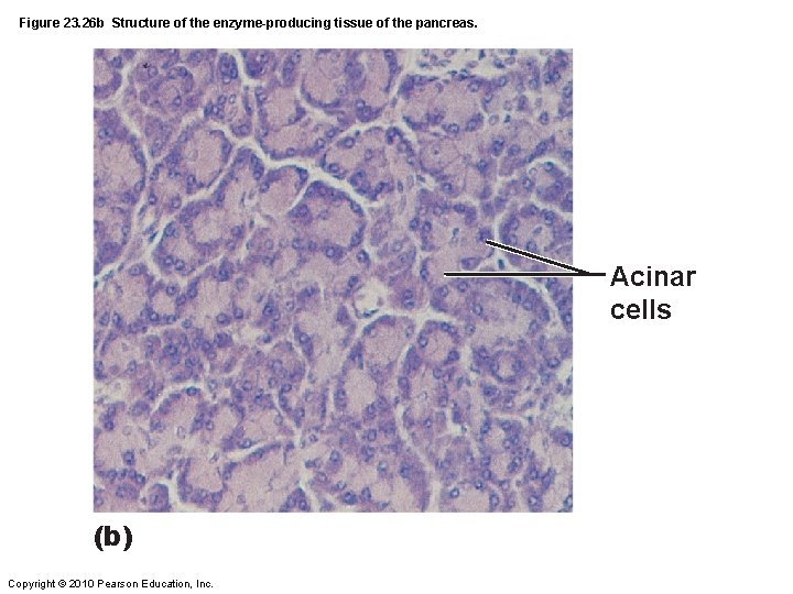 Figure 23. 26 b Structure of the enzyme-producing tissue of the pancreas. Acinar cells