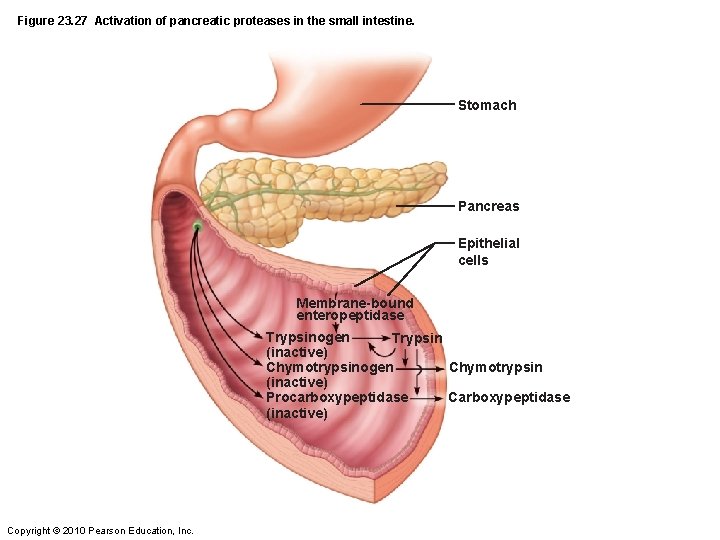 Figure 23. 27 Activation of pancreatic proteases in the small intestine. Stomach Pancreas Epithelial