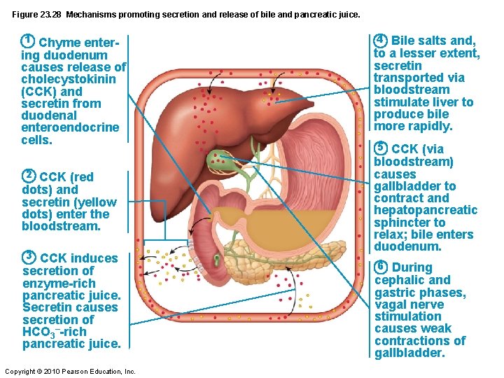Figure 23. 28 Mechanisms promoting secretion and release of bile and pancreatic juice. 1