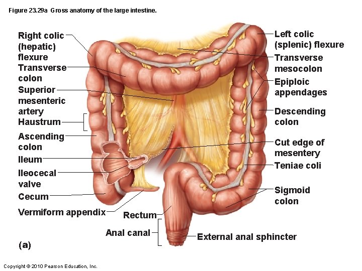 Figure 23. 29 a Gross anatomy of the large intestine. Left colic (splenic) flexure