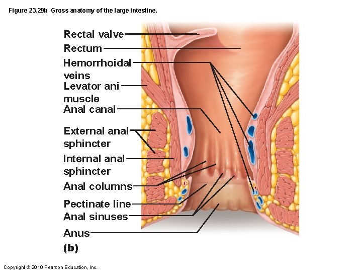 Figure 23. 29 b Gross anatomy of the large intestine. Rectal valve Rectum Hemorrhoidal