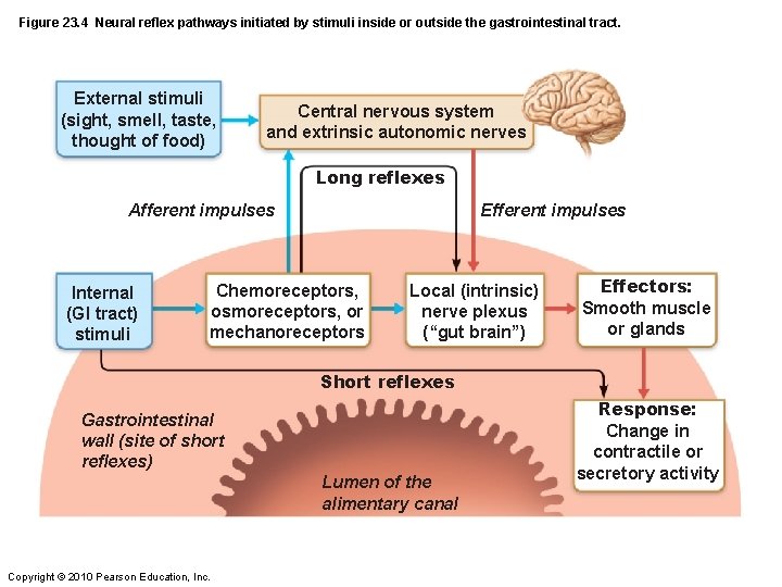 Figure 23. 4 Neural reflex pathways initiated by stimuli inside or outside the gastrointestinal
