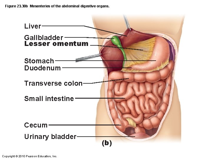 Figure 23. 30 b Mesenteries of the abdominal digestive organs. Liver Gallbladder Lesser omentum