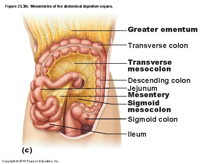 Figure 23. 30 c Mesenteries of the abdominal digestive organs. Greater omentum Transverse colon