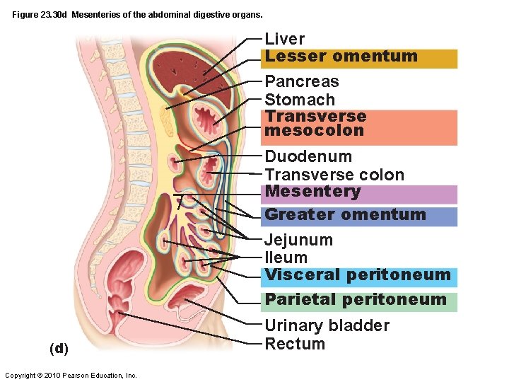 Figure 23. 30 d Mesenteries of the abdominal digestive organs. Liver Lesser omentum Pancreas