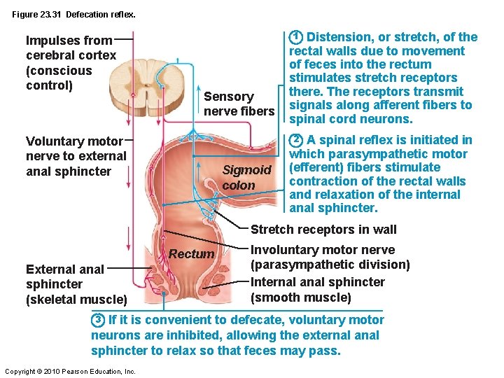 Figure 23. 31 Defecation reflex. Impulses from cerebral cortex (conscious control) 1 Sensory nerve