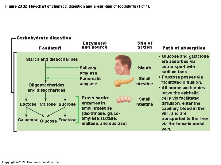 Figure 23. 32 Flowchart of chemical digestion and absorption of foodstuffs (1 of 4).