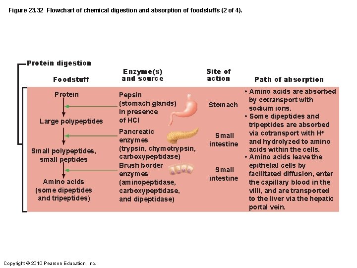 Figure 23. 32 Flowchart of chemical digestion and absorption of foodstuffs (2 of 4).