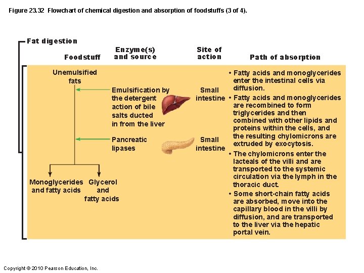 Figure 23. 32 Flowchart of chemical digestion and absorption of foodstuffs (3 of 4).