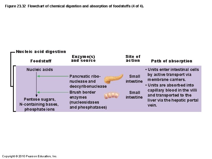 Figure 23. 32 Flowchart of chemical digestion and absorption of foodstuffs (4 of 4).