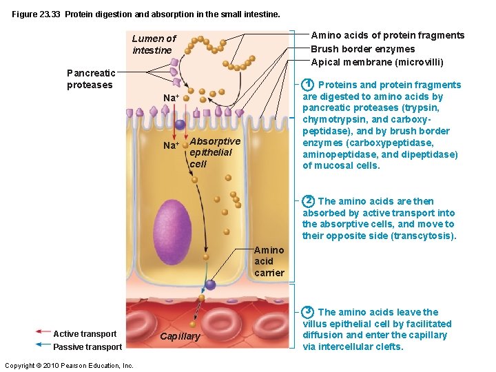 Figure 23. 33 Protein digestion and absorption in the small intestine. Amino acids of