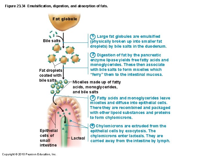 Figure 23. 34 Emulsification, digestion, and absorption of fats. Fat globule 1 Large fat