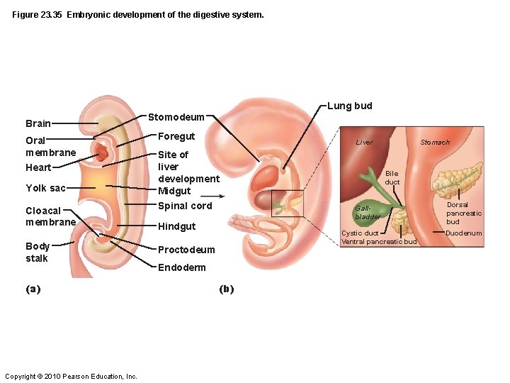 Figure 23. 35 Embryonic development of the digestive system. Brain Oral membrane Heart Yolk