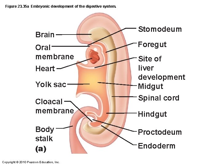Figure 23. 35 a Embryonic development of the digestive system. Brain Oral membrane Heart