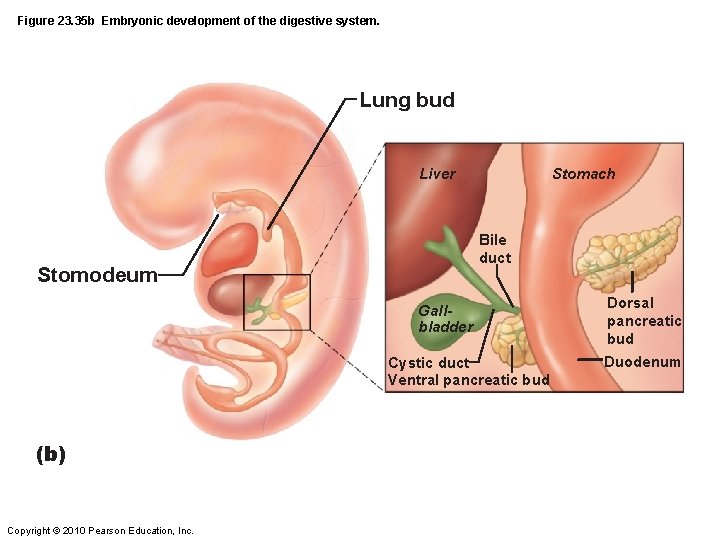 Figure 23. 35 b Embryonic development of the digestive system. Lung bud Liver Stomach