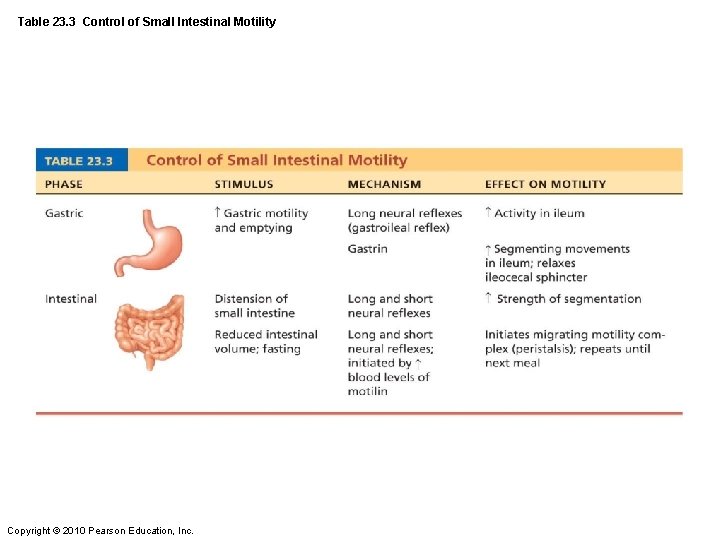 Table 23. 3 Control of Small Intestinal Motility Copyright © 2010 Pearson Education, Inc.