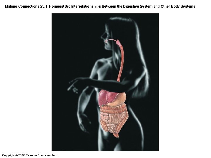 Making Connections 23. 1 Homeostatic Interrelationships Between the Digestive System and Other Body Systems