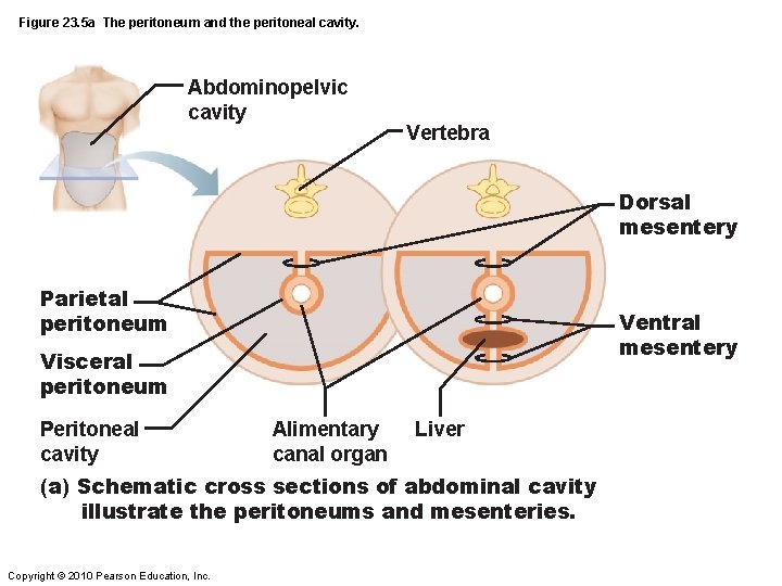 Figure 23. 5 a The peritoneum and the peritoneal cavity. Abdominopelvic cavity Vertebra Dorsal