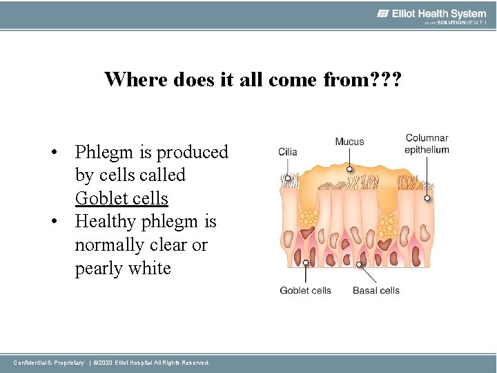 Where does it all come from? ? ? • Phlegm is produced by cells