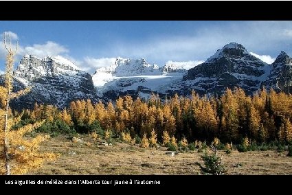 Les aiguilles de mélèze dans l'Alberta tour jaune à l'automne 