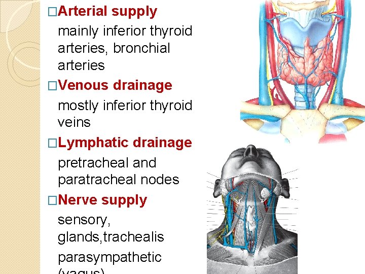 �Arterial supply mainly inferior thyroid arteries, bronchial arteries �Venous drainage mostly inferior thyroid veins