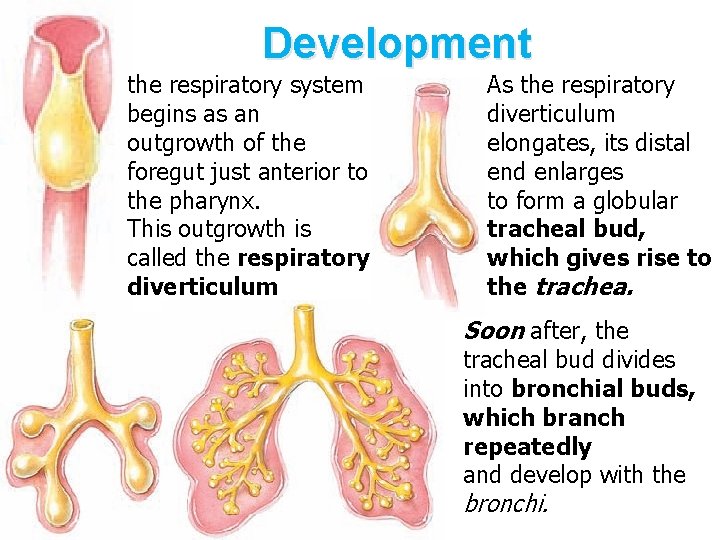 Development the respiratory system begins as an outgrowth of the foregut just anterior to