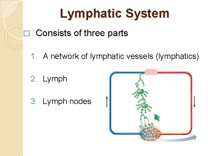 Lymphatic System � Consists of three parts 1. A network of lymphatic vessels (lymphatics)
