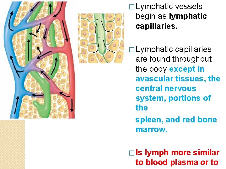 � Lymphatic vessels begin as lymphatic capillaries. � Lymphatic capillaries are found throughout the