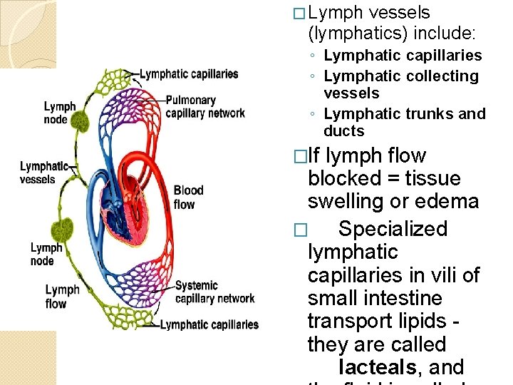 � Lymph vessels (lymphatics) include: ◦ Lymphatic capillaries ◦ Lymphatic collecting vessels ◦ Lymphatic