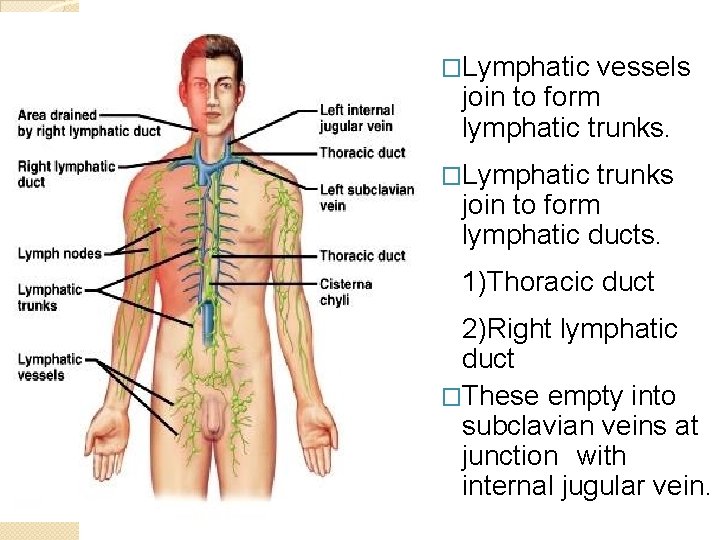 �Lymphatic vessels join to form lymphatic trunks. �Lymphatic trunks join to form lymphatic ducts.
