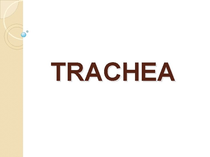 TRACHEA 