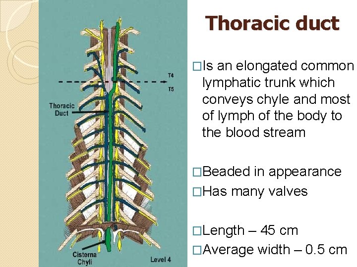 Thoracic duct �Is an elongated common lymphatic trunk which conveys chyle and most of