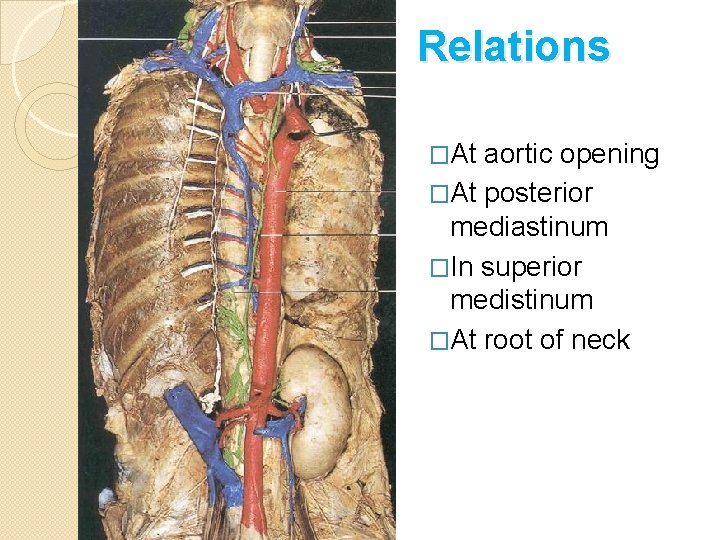 Relations �At aortic opening �At posterior mediastinum �In superior medistinum �At root of neck