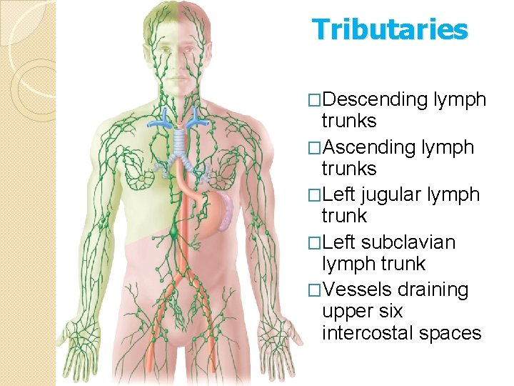 Tributaries �Descending lymph trunks �Ascending lymph trunks �Left jugular lymph trunk �Left subclavian lymph