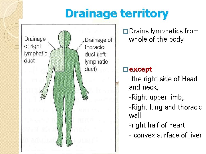 Drainage territory � Drains lymphatics from whole of the body � except -the right