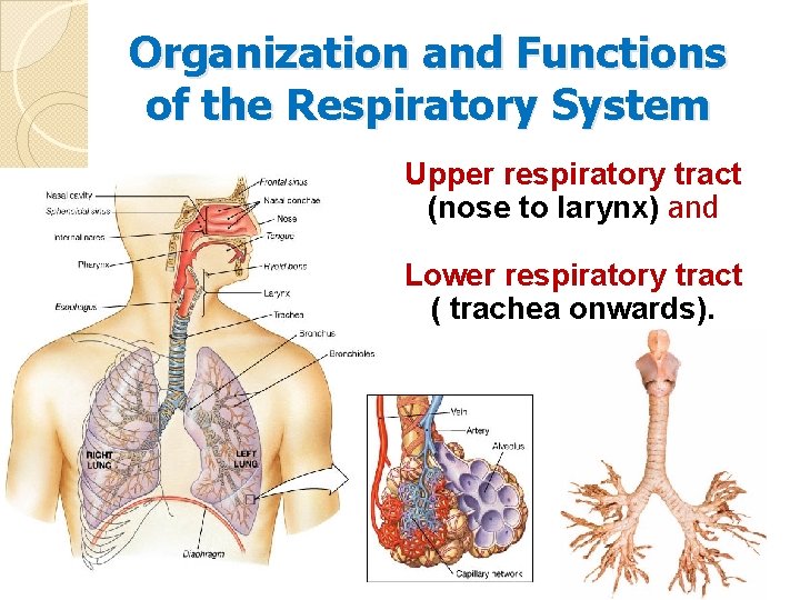 Organization and Functions of the Respiratory System Upper respiratory tract (nose to larynx) and