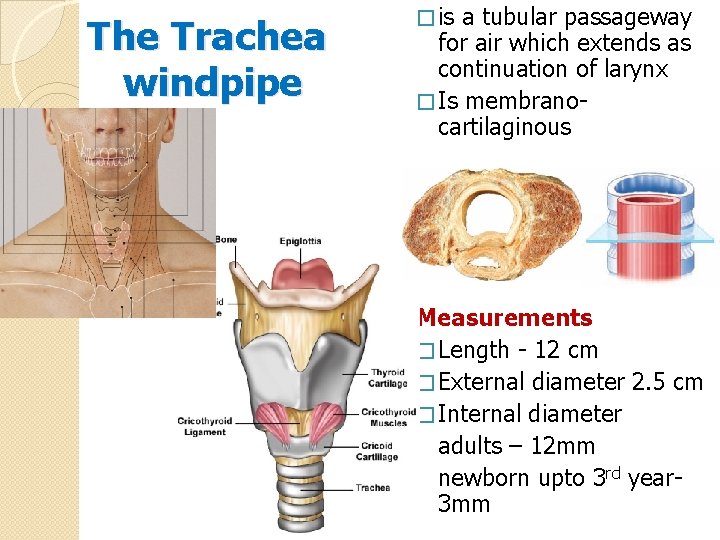 The Trachea windpipe � is a tubular passageway for air which extends as continuation