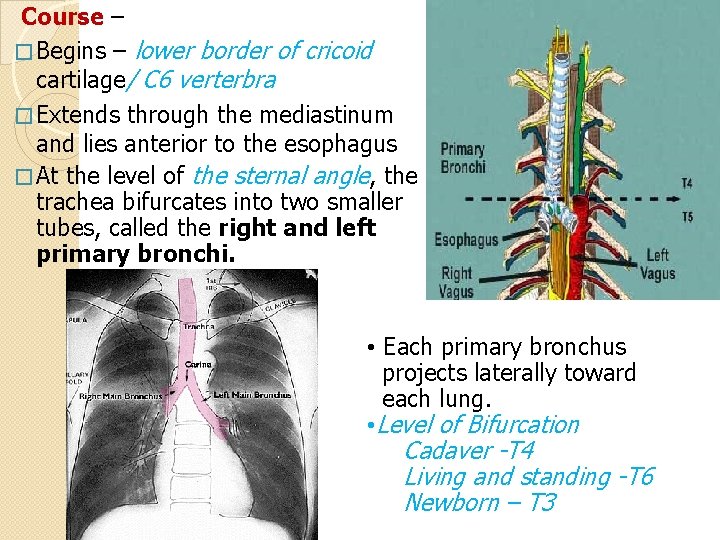 Course – � Begins – lower border of cricoid cartilage/ C 6 verterbra �