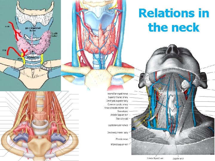 Relations in the neck 