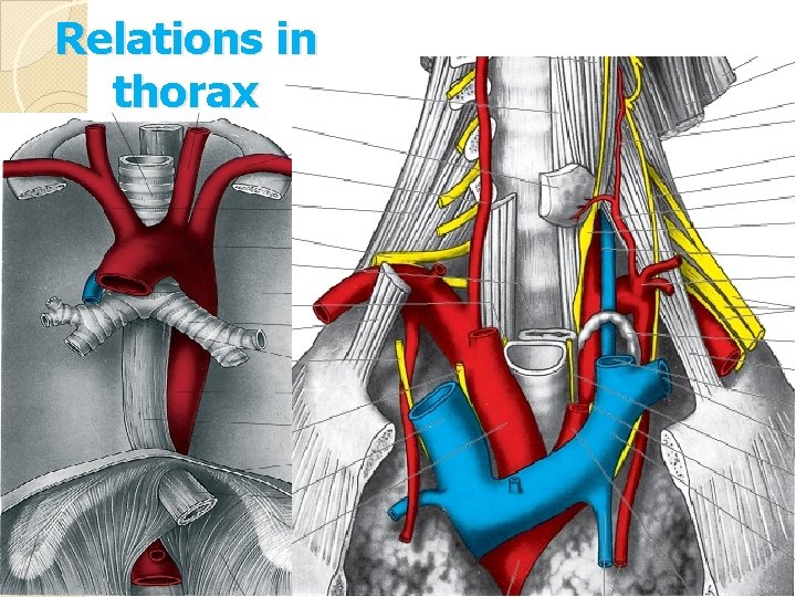 Relations in thorax 