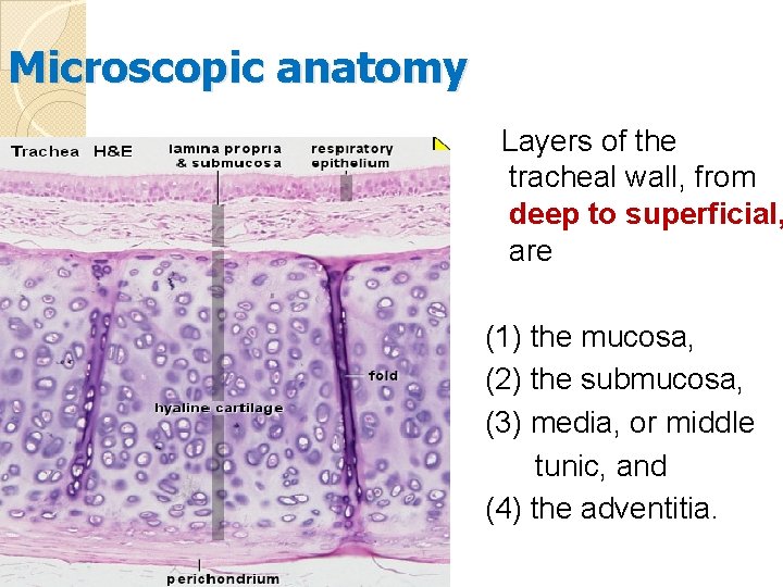 Microscopic anatomy Layers of the tracheal wall, from deep to superficial, are (1) the