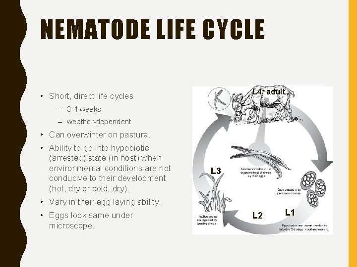 NEMATODE LIFE CYCLE L 4, adult • Short, direct life cycles – 3 -4