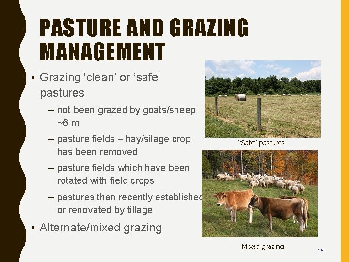 PASTURE AND GRAZING MANAGEMENT • Grazing ‘clean’ or ‘safe’ pastures – not been grazed