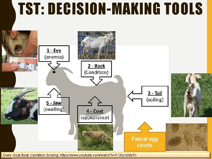 TST: DECISION-MAKING TOOLS Faecal egg counts Dairy Goat Body Condition Scoring: https: //www. youtube.