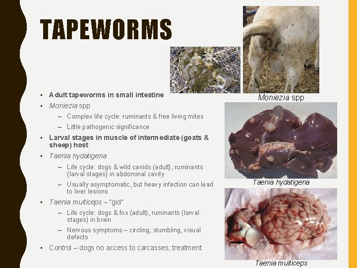 TAPEWORMS • Adult tapeworms in small intestine • Moniezia spp – Complex life cycle: