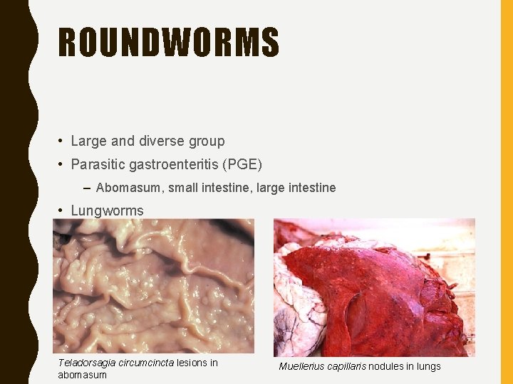 ROUNDWORMS • Large and diverse group • Parasitic gastroenteritis (PGE) – Abomasum, small intestine,