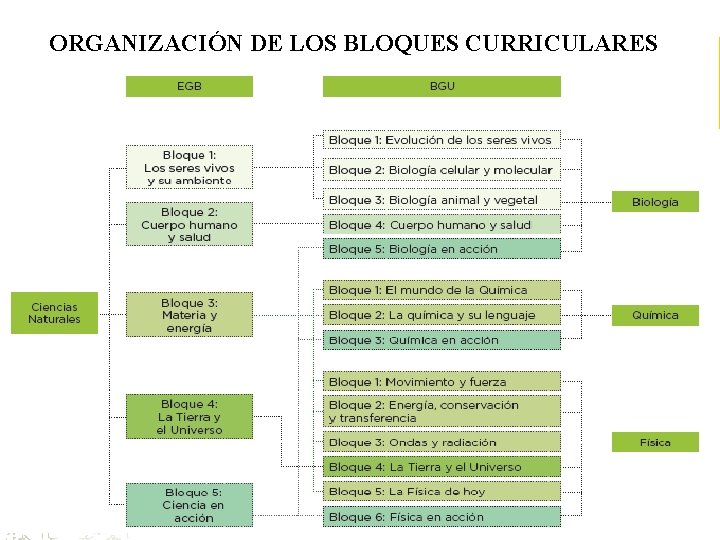 ORGANIZACIÓN DE LOS BLOQUES CURRICULARES 
