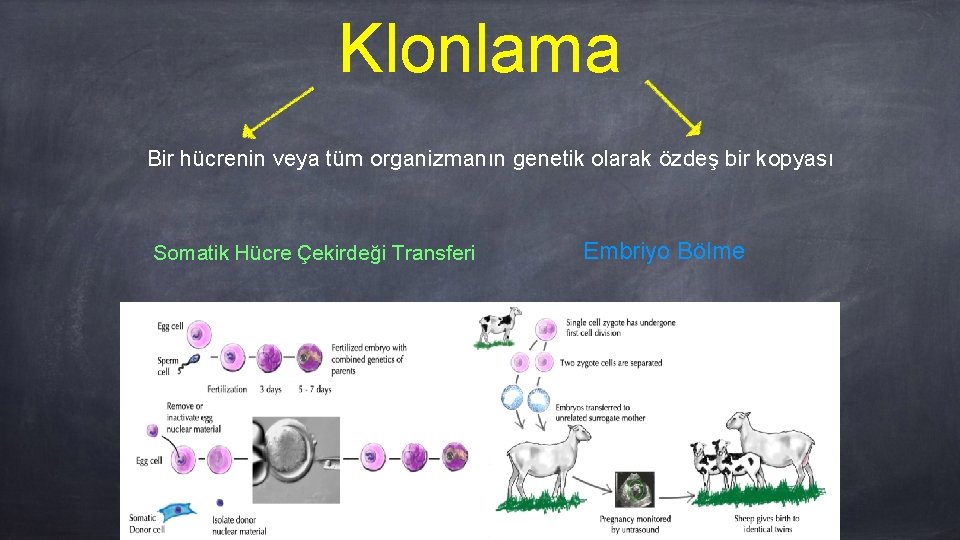 Klonlama Bir hücrenin veya tüm organizmanın genetik olarak özdeş bir kopyası Somatik Hücre Çekirdeği